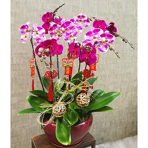 COR16 Mix Phalaenopsis Orchids 